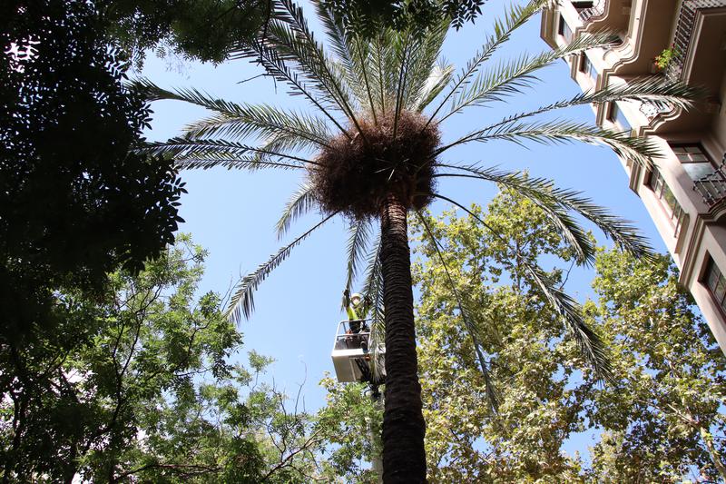 A Parcs i Jardins gardens worker in Barcelona supervises a date palm in the Catalan capital on September 8, 2023