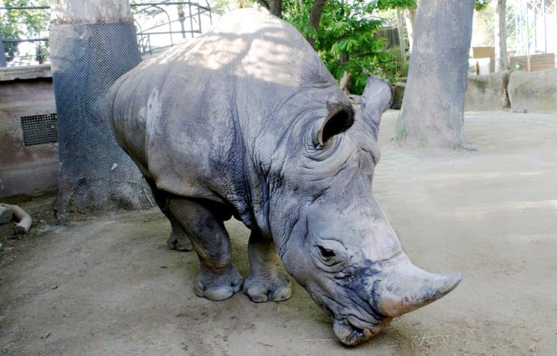 Barcelona Zoo's Pedro, the oldest white rhino in Europe who passed away in October 2023