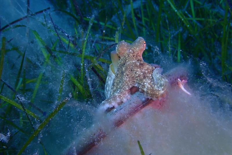 Costa Brava's octopus specimen 