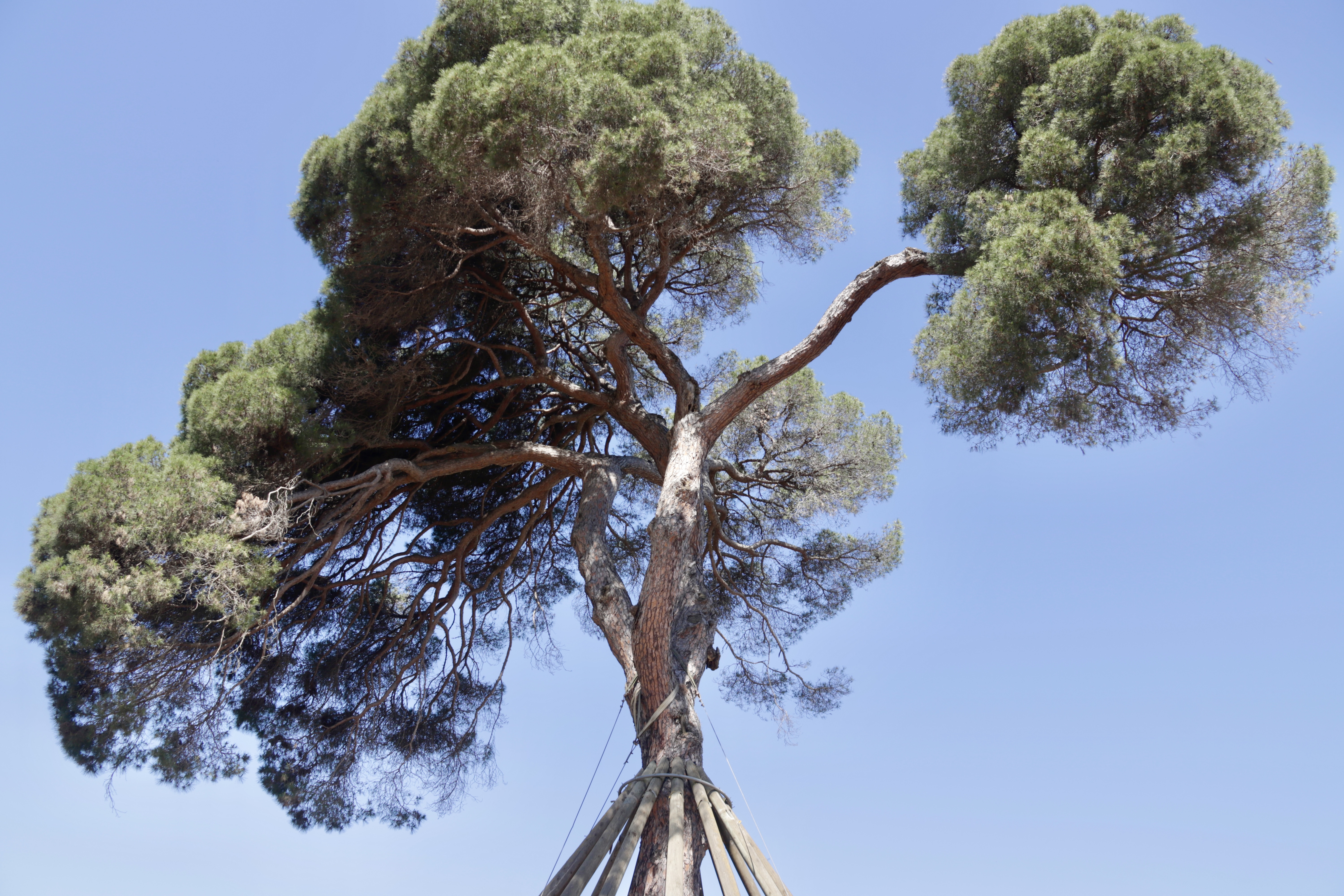 The top of the Pi d'en Xandri tree, reinforced with wooden struts protecting the trunk