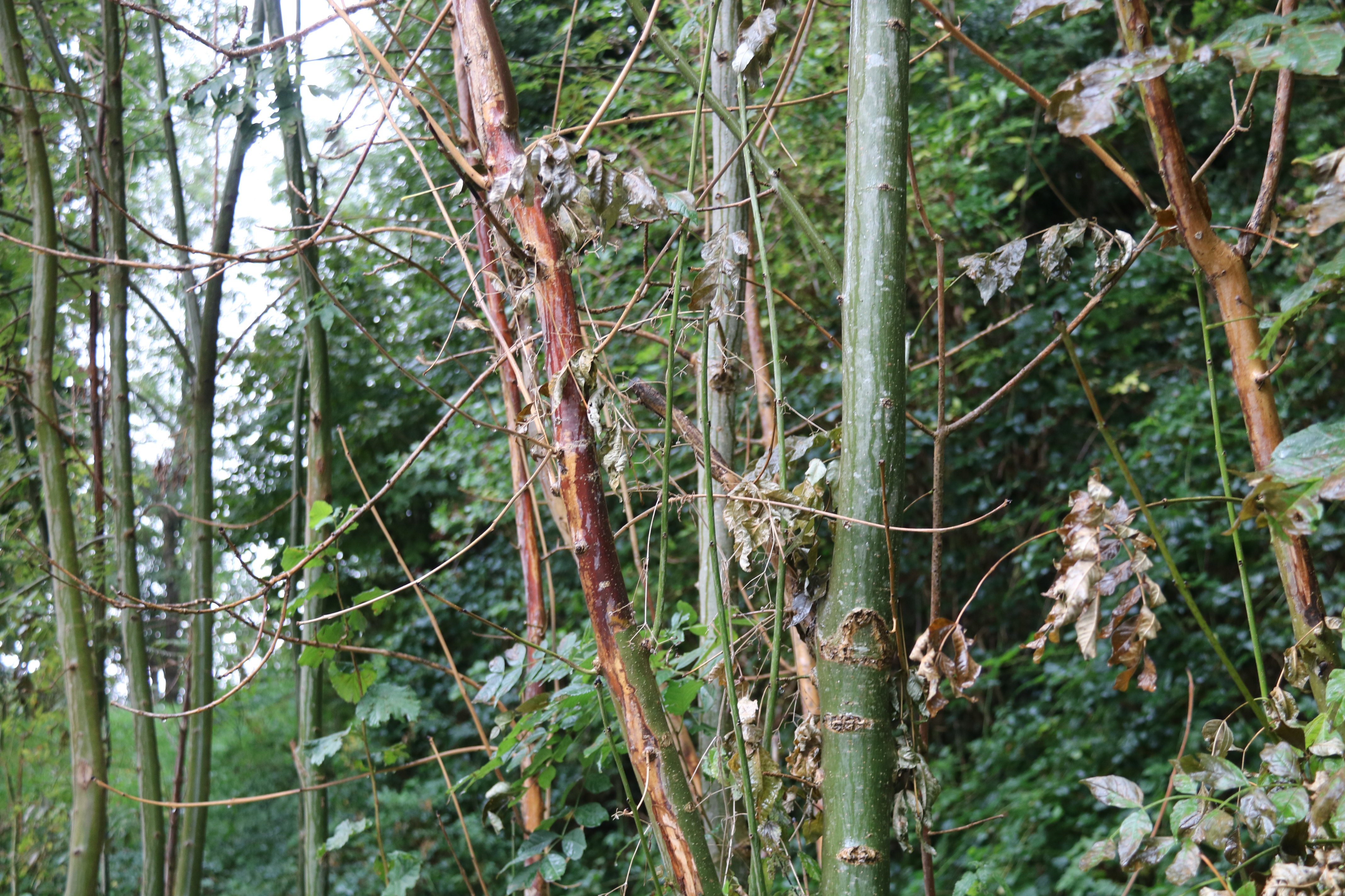 The trunk of an ash tree affected by the exotic fungus