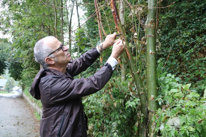Jorge Heras, Head of the Forest Health and Environmental Adaptation Section at the Department of Agriculture, taking a sample from the infected trunk.