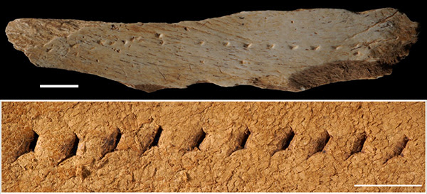The fragment of a bone found in Canyars, Gavà