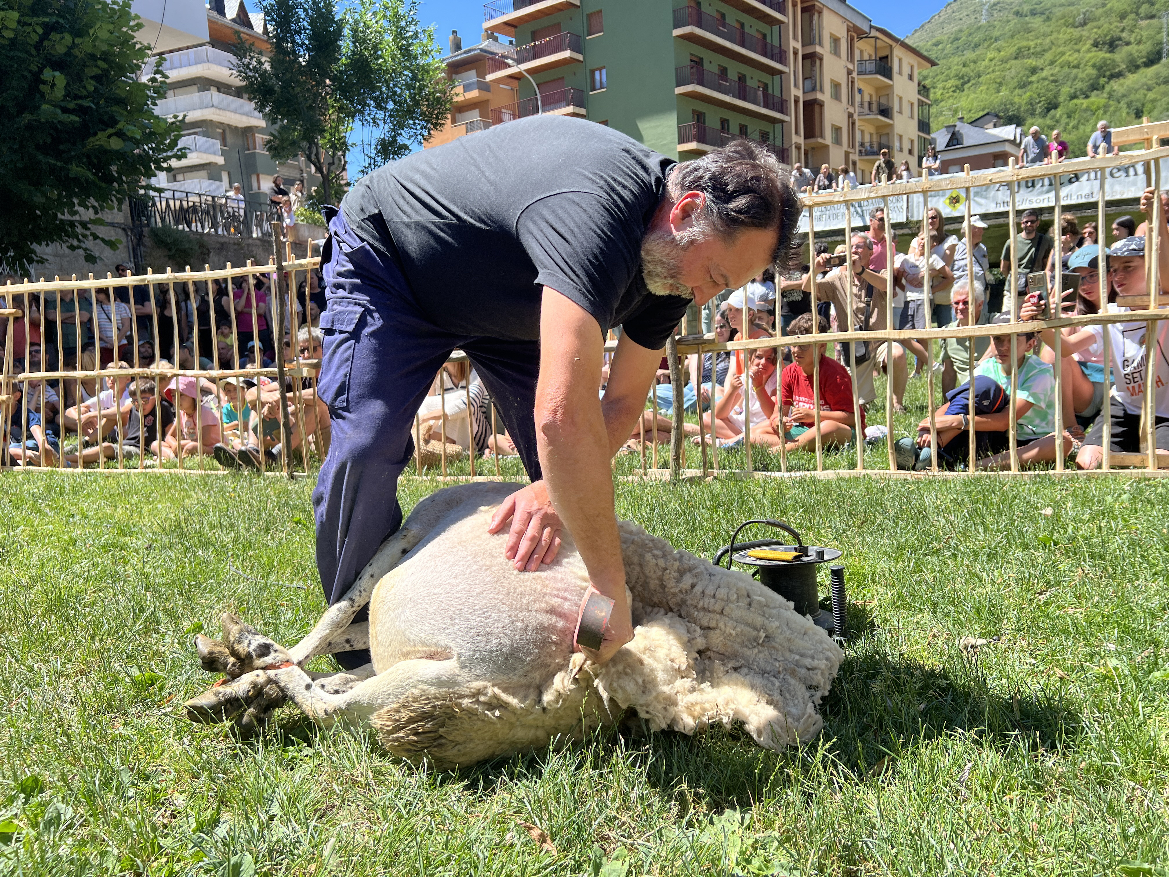 A person during a sheep shearing on June 24, 2024 in Sort