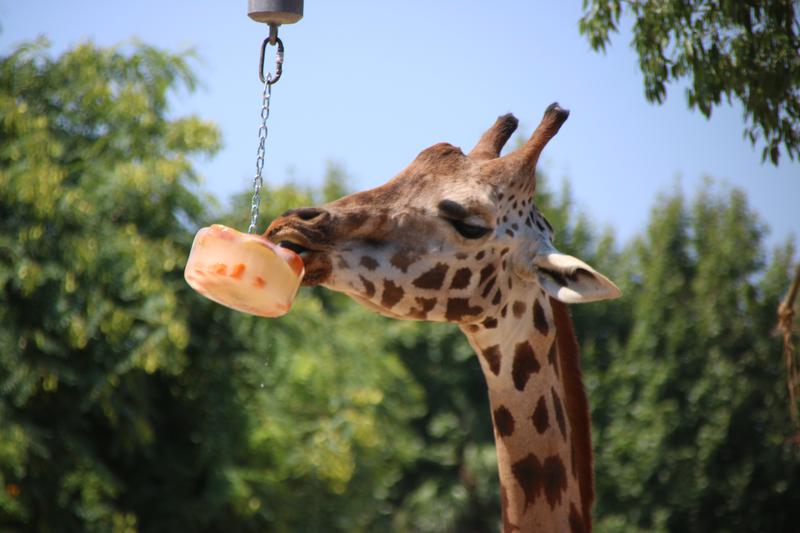 Barcelona Zoo's giraffe Nakuru eating frozen fruit in early August to battle hot temperatures