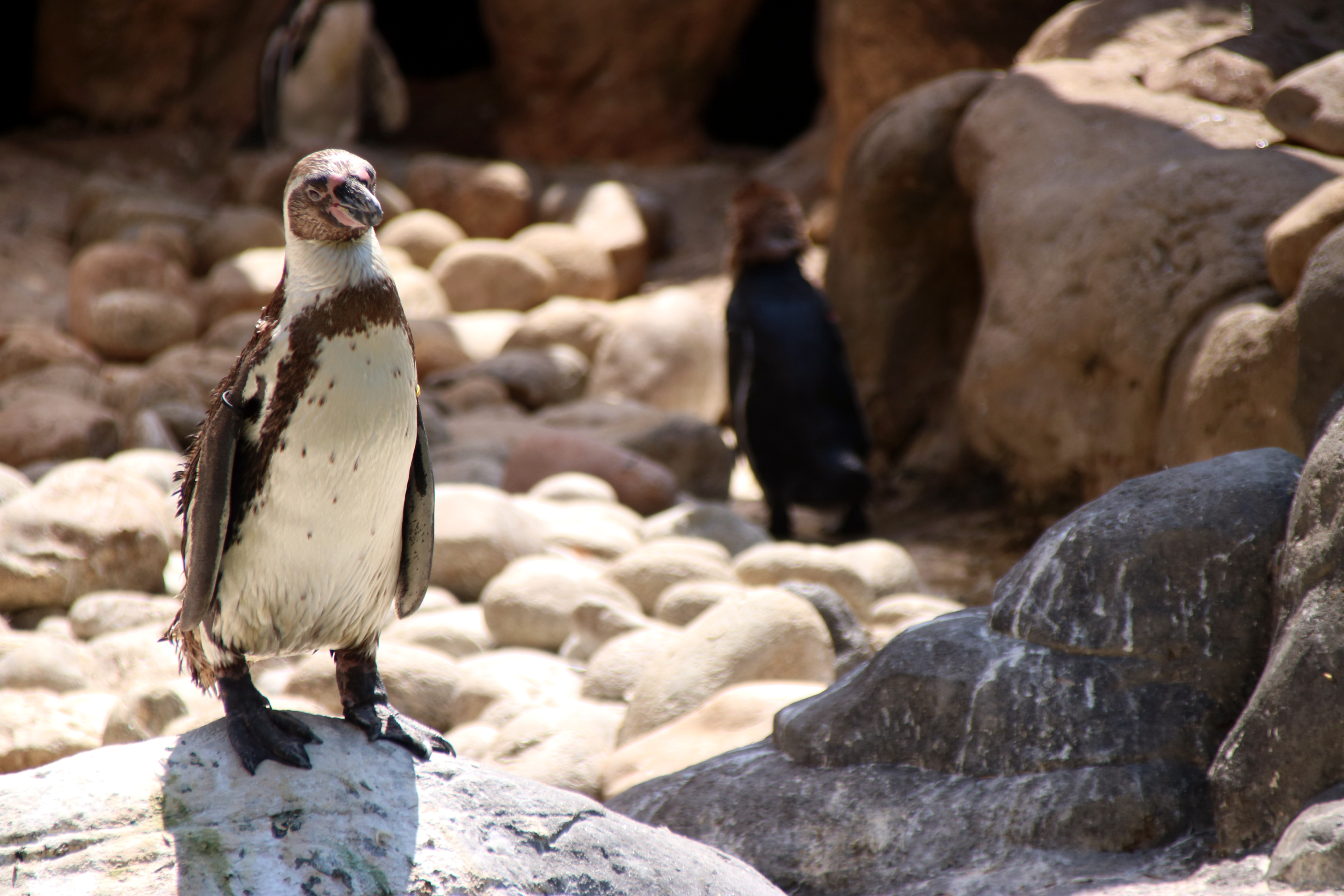 A penguin at Barcelona Zoo