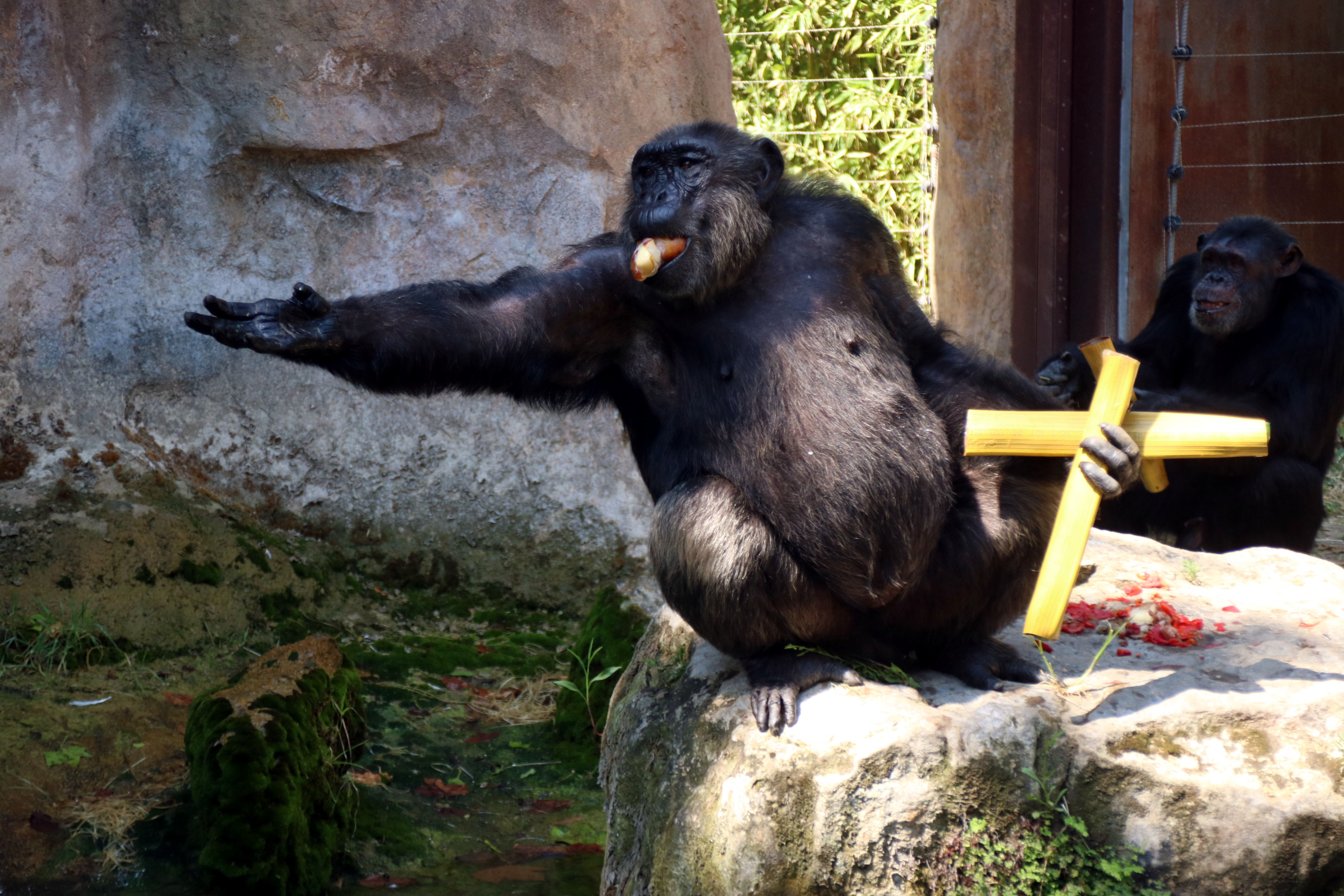 A chimp at the Barcelona Zoo asking for more frozen fruit