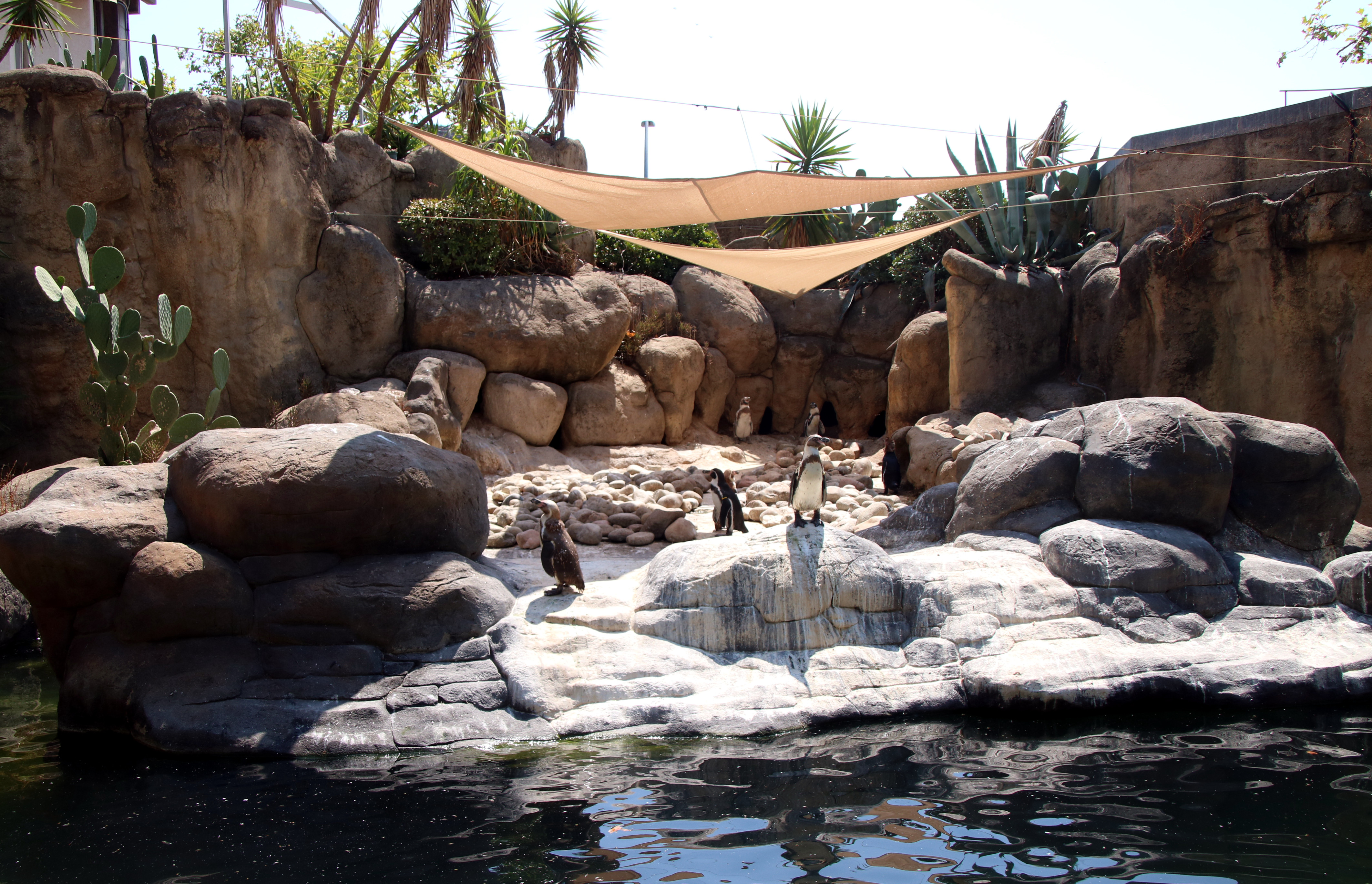 Penguins at Barcelona Zoo under a temporary installation to block the sun