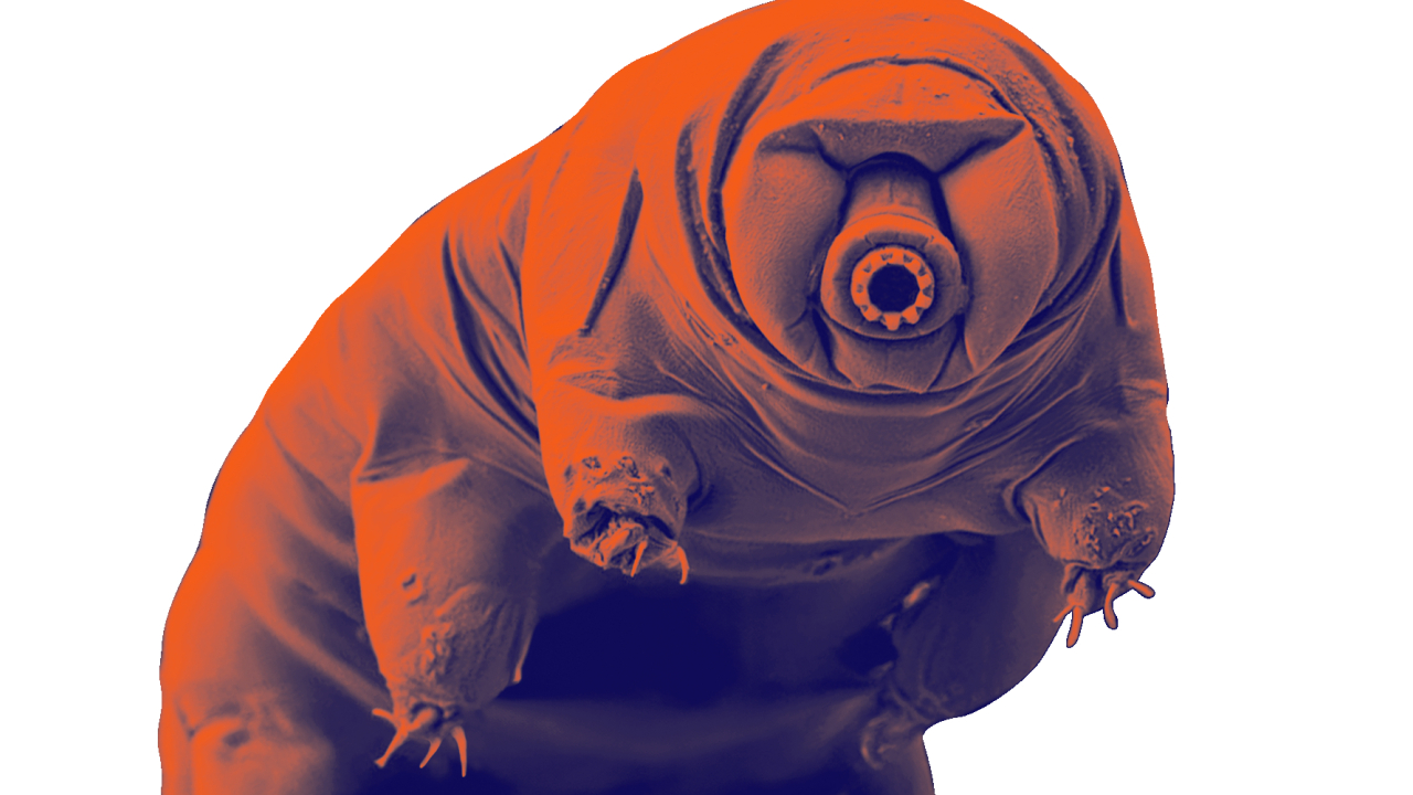 A tardigrade, also known as water bear.