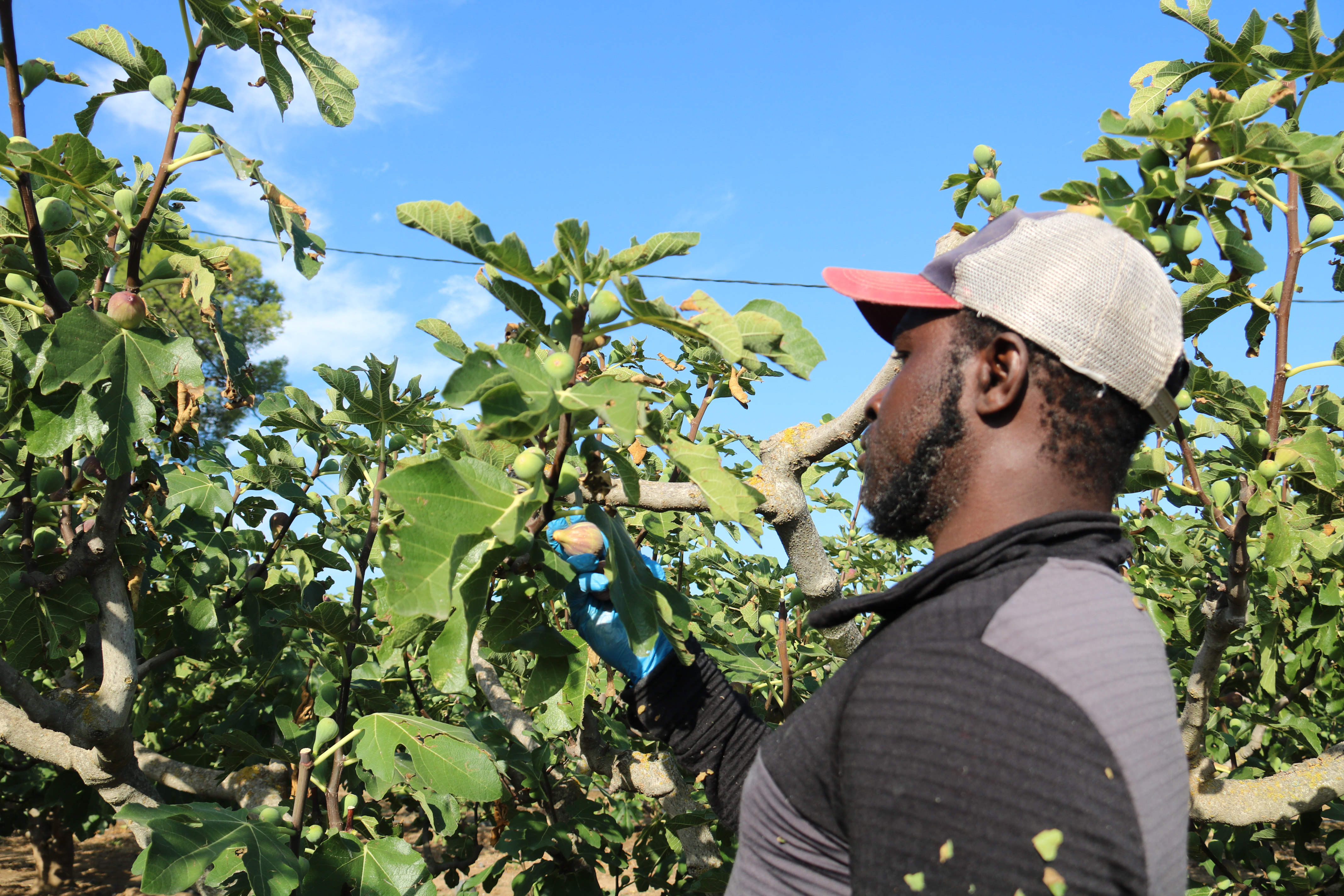 A migrant seasonal worker picking a fig