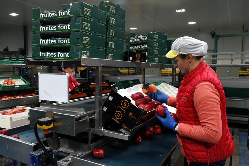 A worker packs apples into boxes at the Fruites Font warehouse, in Torres de Segre, in western Catalonia