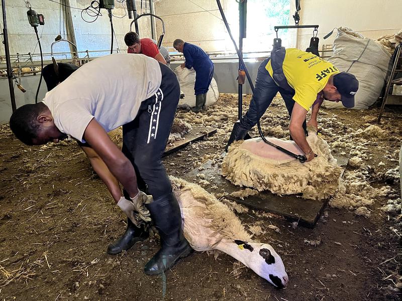 People shearing sheep in a rural north Catalan farm