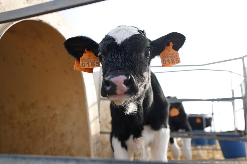 One of the cattle after being vaccinated against the lumpy skin disease