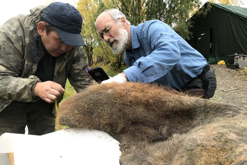 Researchers Valerii Plotnikov and Dan Fisher are examining the 52,000-year-old mammoth skin after it was excavated from permafrost in Siberia