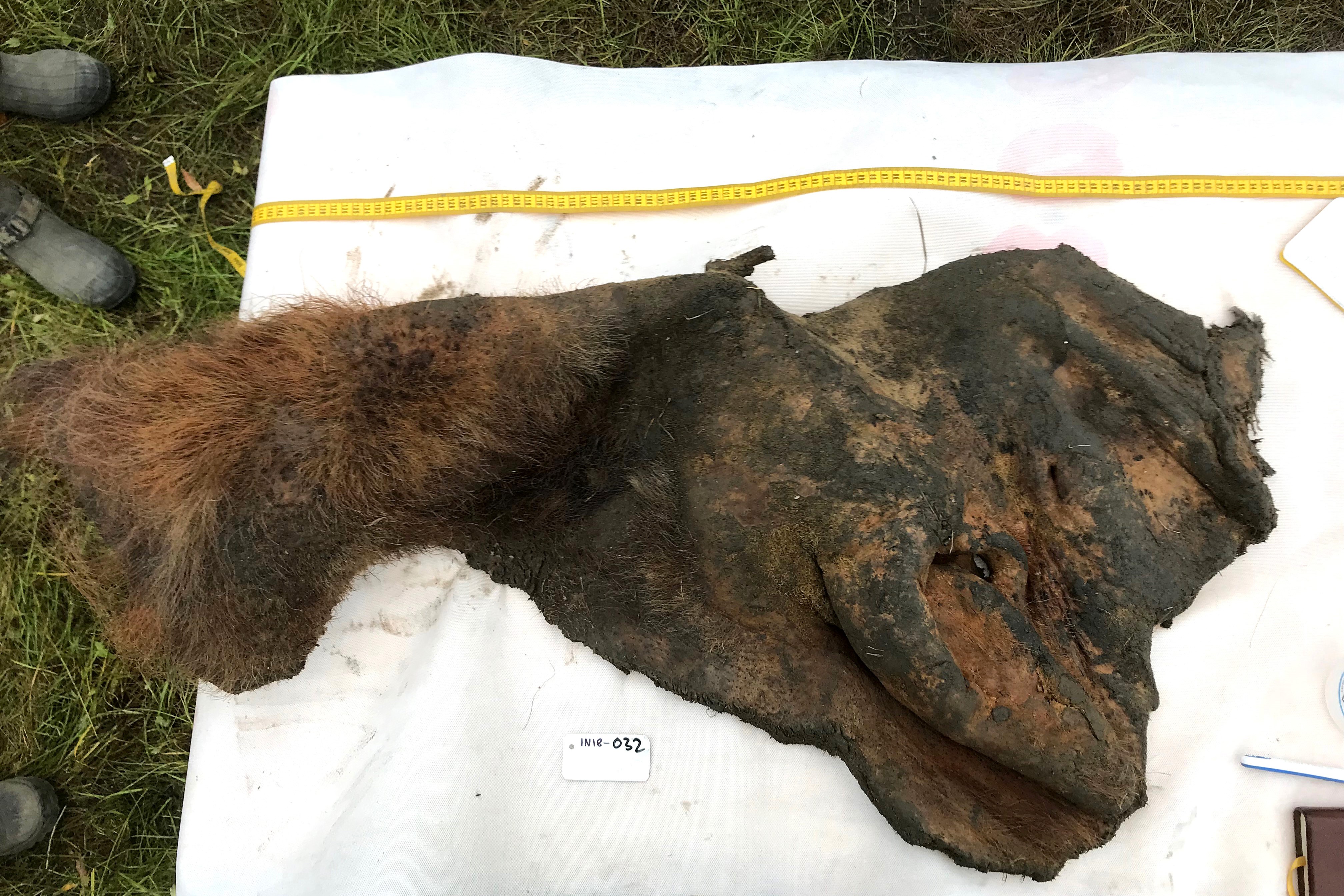 52,000-year-old wooly mammoth skin after it was excavated from permafrost, with a recent investigation published on the 'Cell' magazine showing that fossils of ancient chromosomes survive in the skin