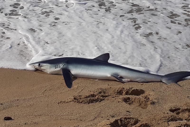 A dying beached shark found in Ocata beach on June 6, 2024