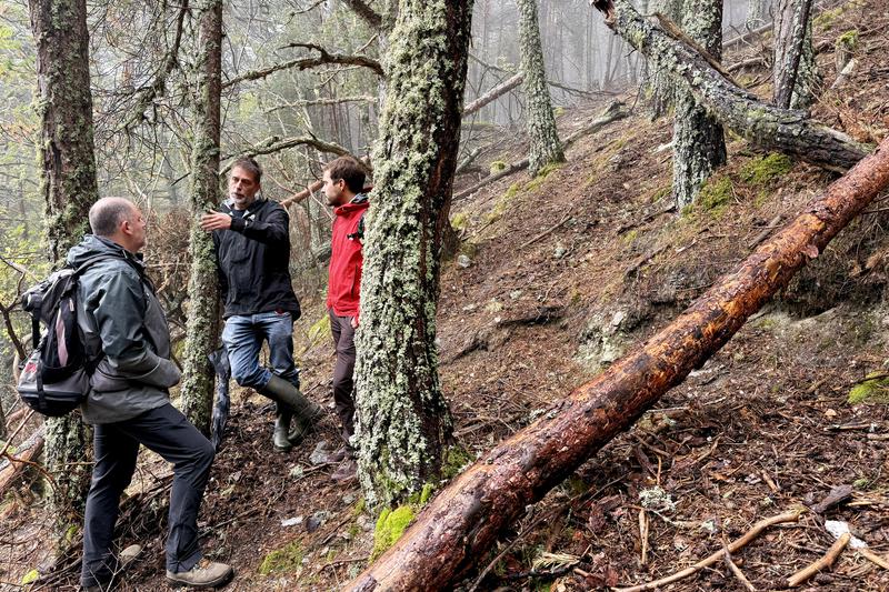 Technical field visit by researchers to an area on the periphery of Aigüestortes National Park, where they are fostering the accelerated development of old-growth forests.