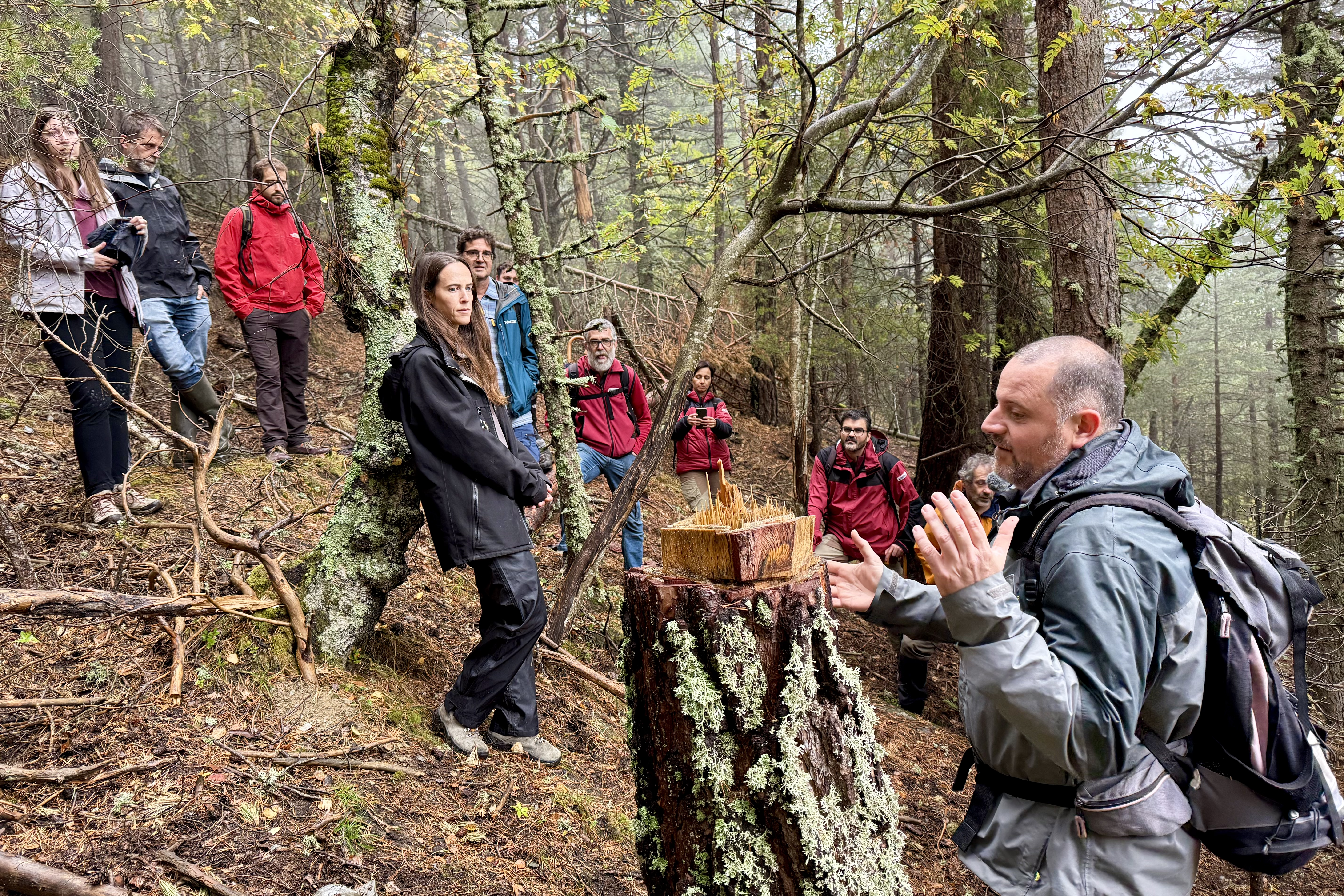 Technical field visit by researchers to an area on the periphery of Aigüestortes National Park, where they are fostering the accelerated development of old-growth forests.