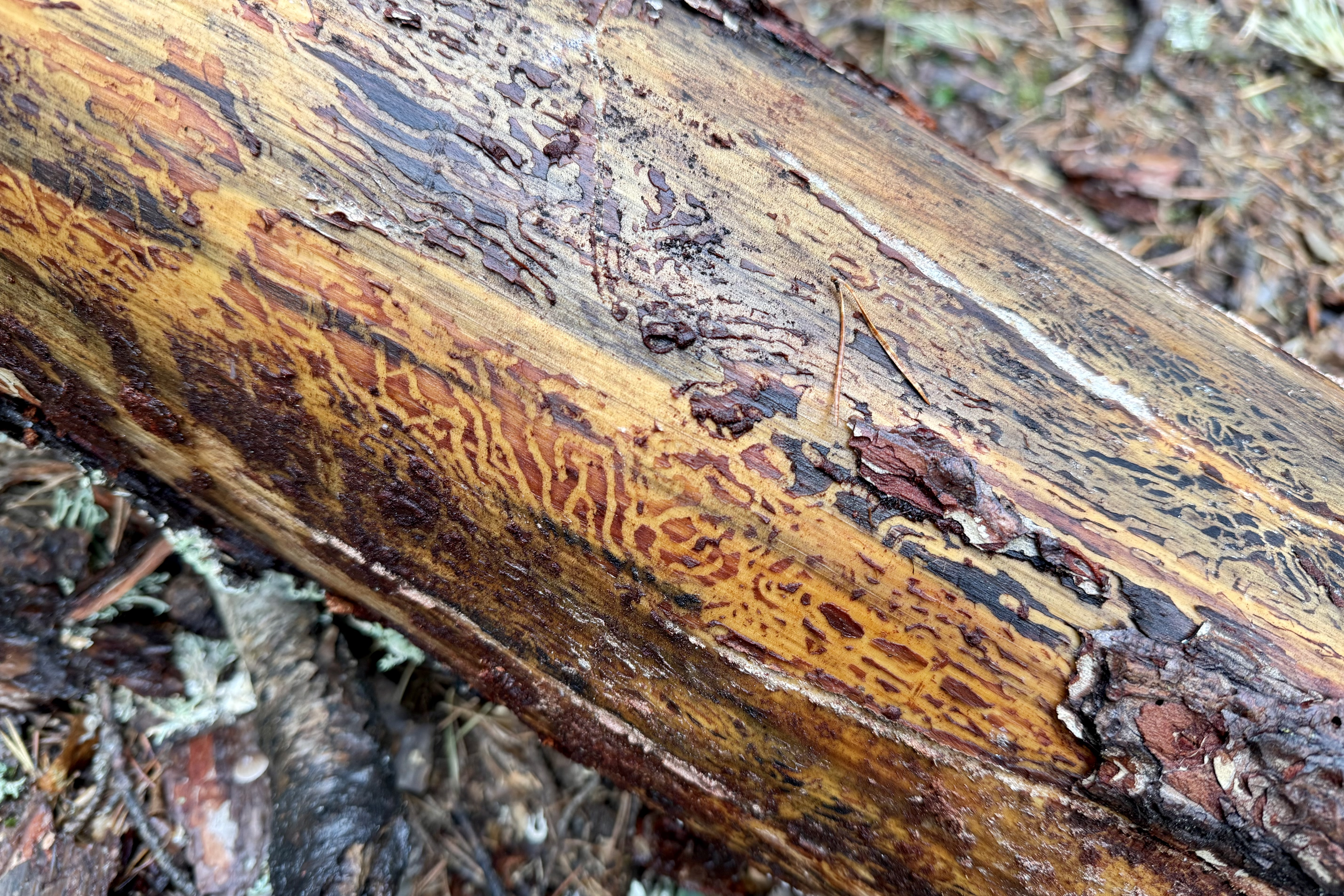 A fallen tree trunk in a forest in the peripheral area of ??the Aigüestortes National Park