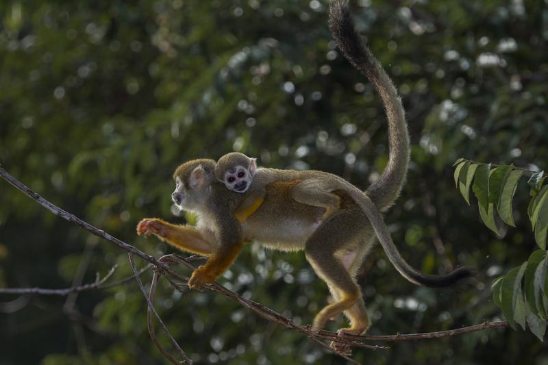 Humboldt's squirrel monkeys