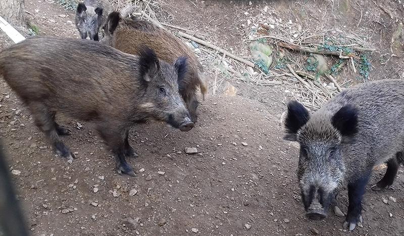 Several wild boars in an archive picture