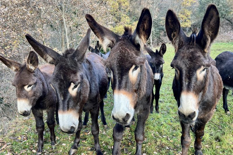 A group of Catalan donkeys in the northern town of Soriguera