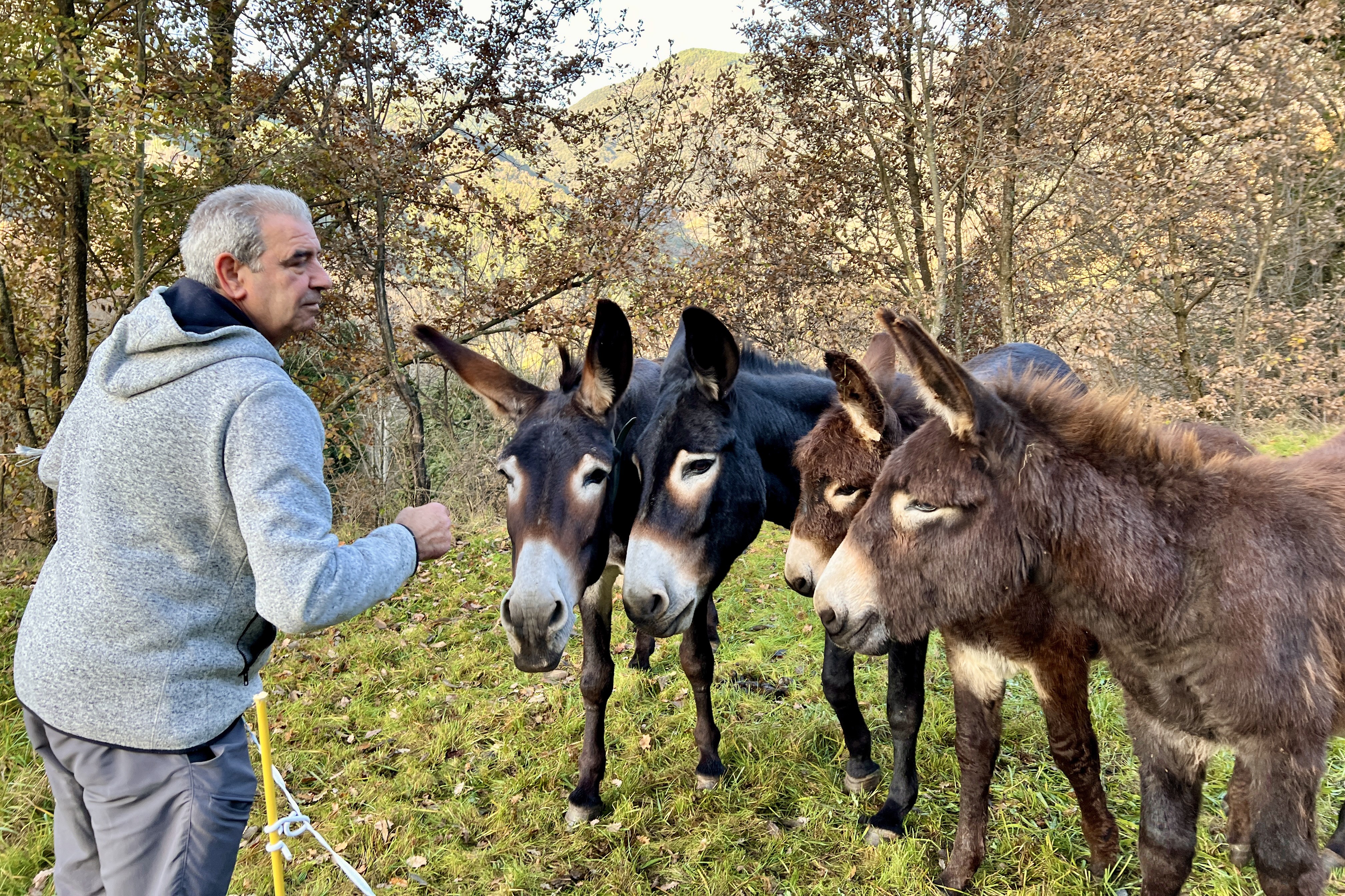 A Catalan donkey breeder in the Microreserva de ruc català site in Soriguera