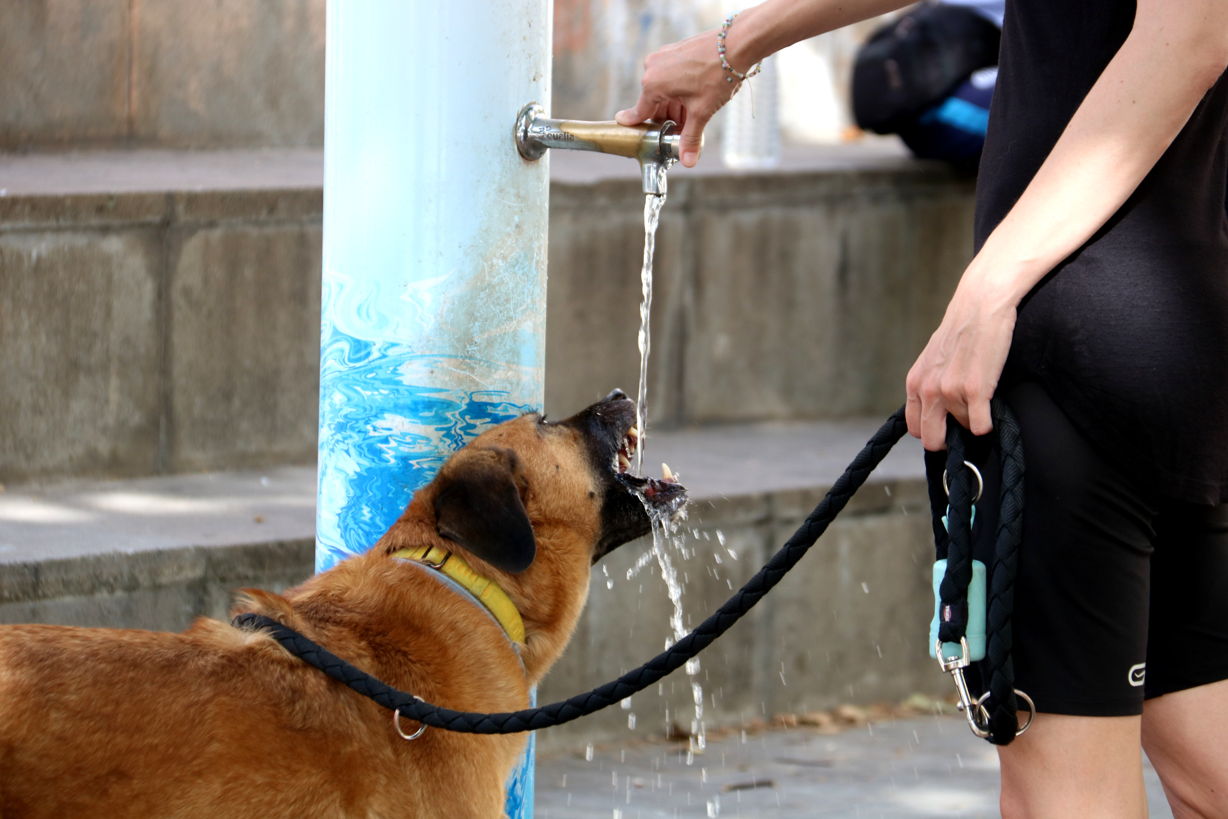 A dog drinks from a fountain during a heatwave in Lleida