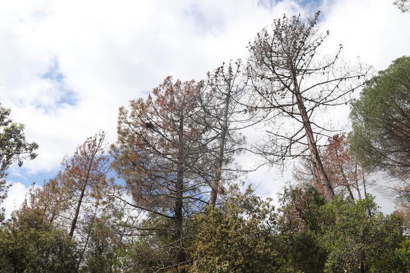 Dead pines due to drought in a forest in Brunyola, Girona