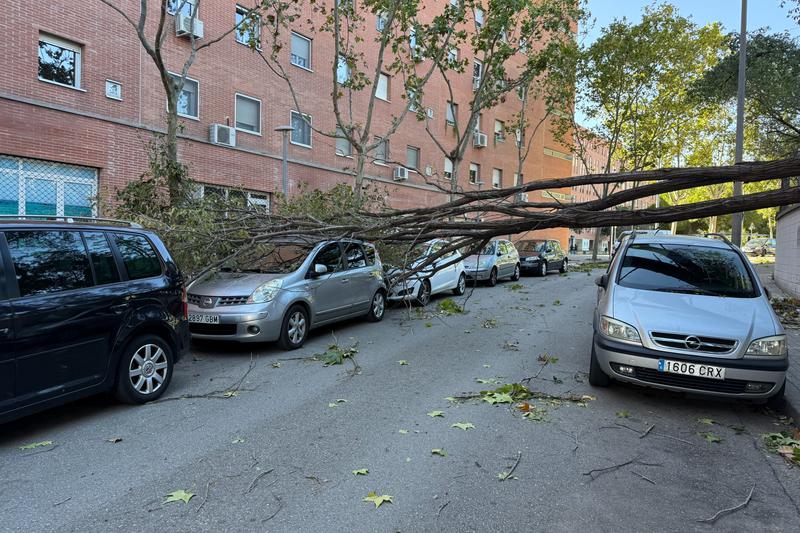 Fallen trees on top of cars in Sabadell