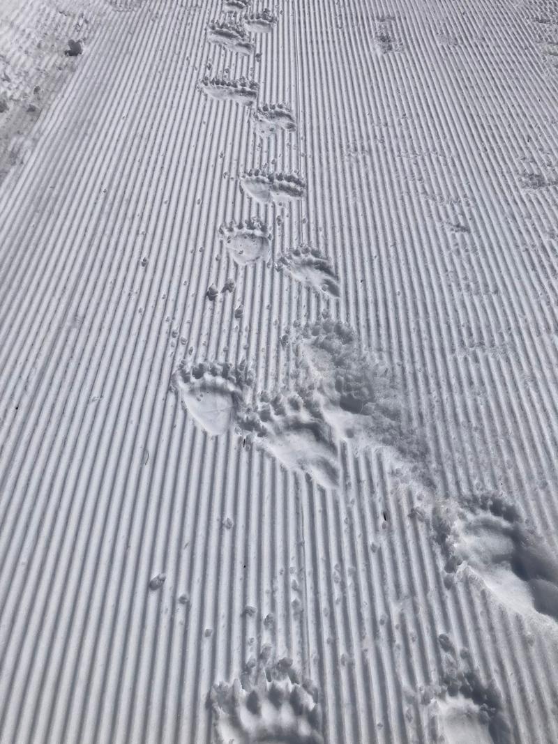 Bear tracks spotted in the mountains near Tavascan, in the Catalan Pyrenees