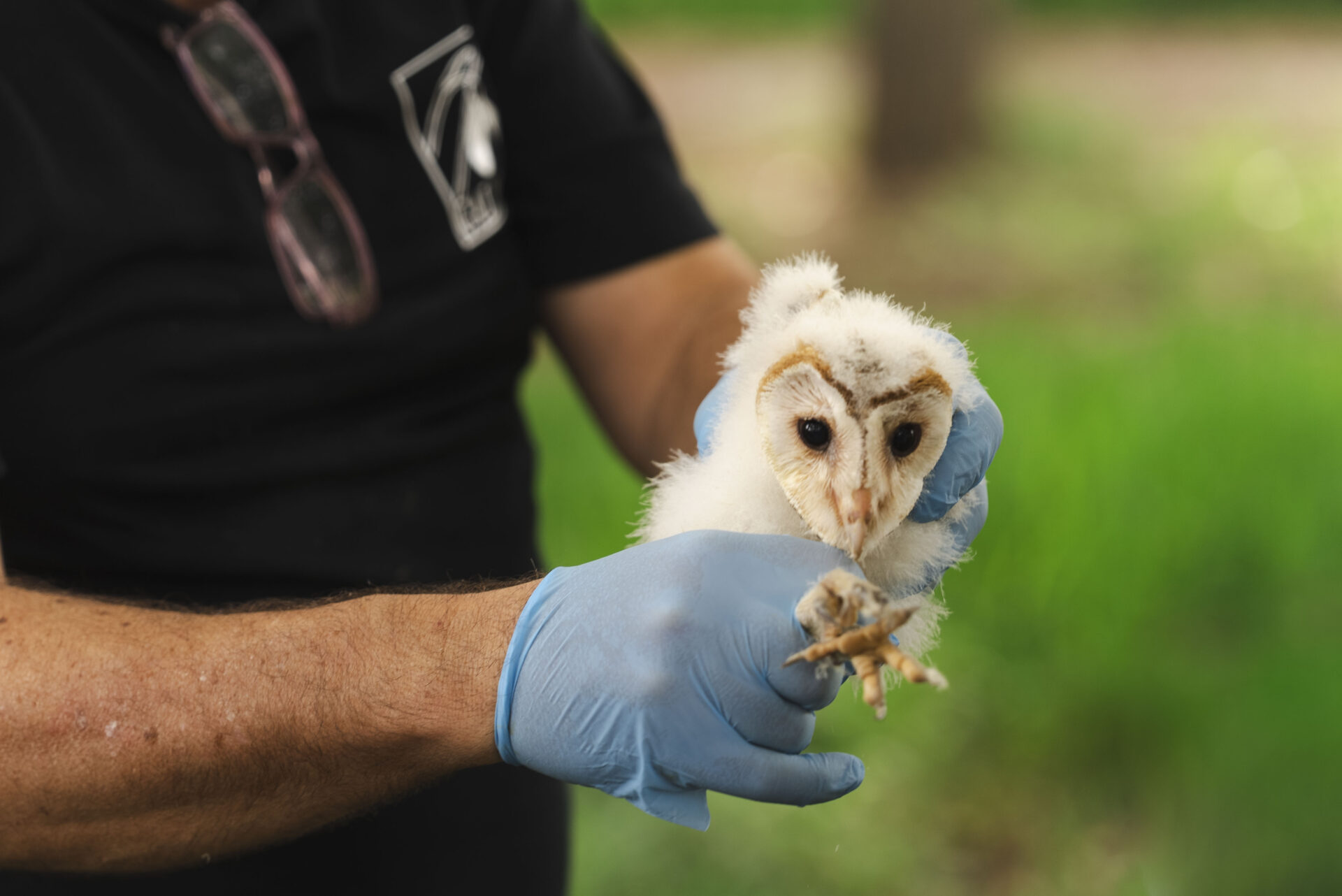 One of the owls being reintroduced on Montjuïc