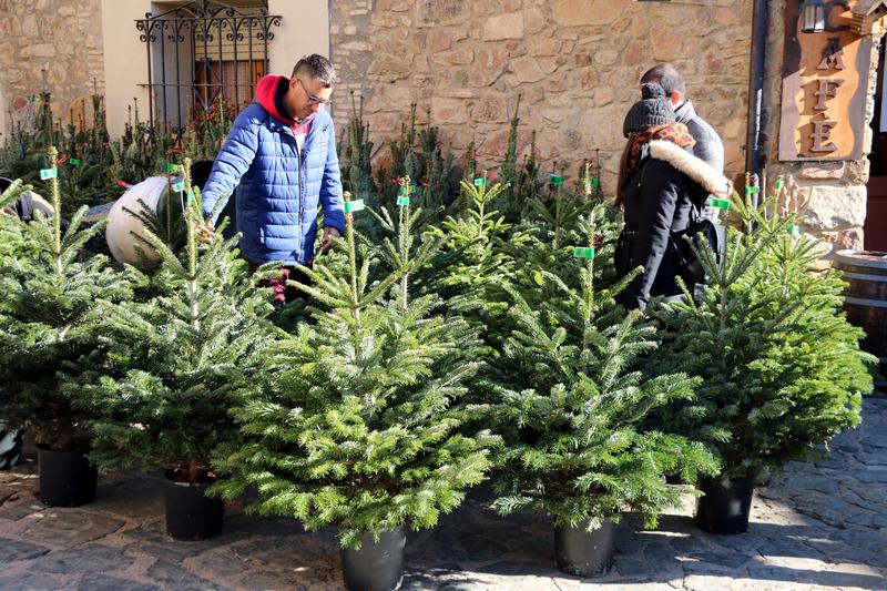 Christmas trees on offer at the Fira de l'Avet in Espinelves, December 3, 2022