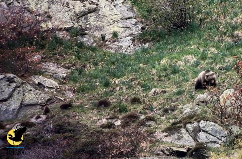 Image taken from the video that Depana recorded with a bear and three cubs
