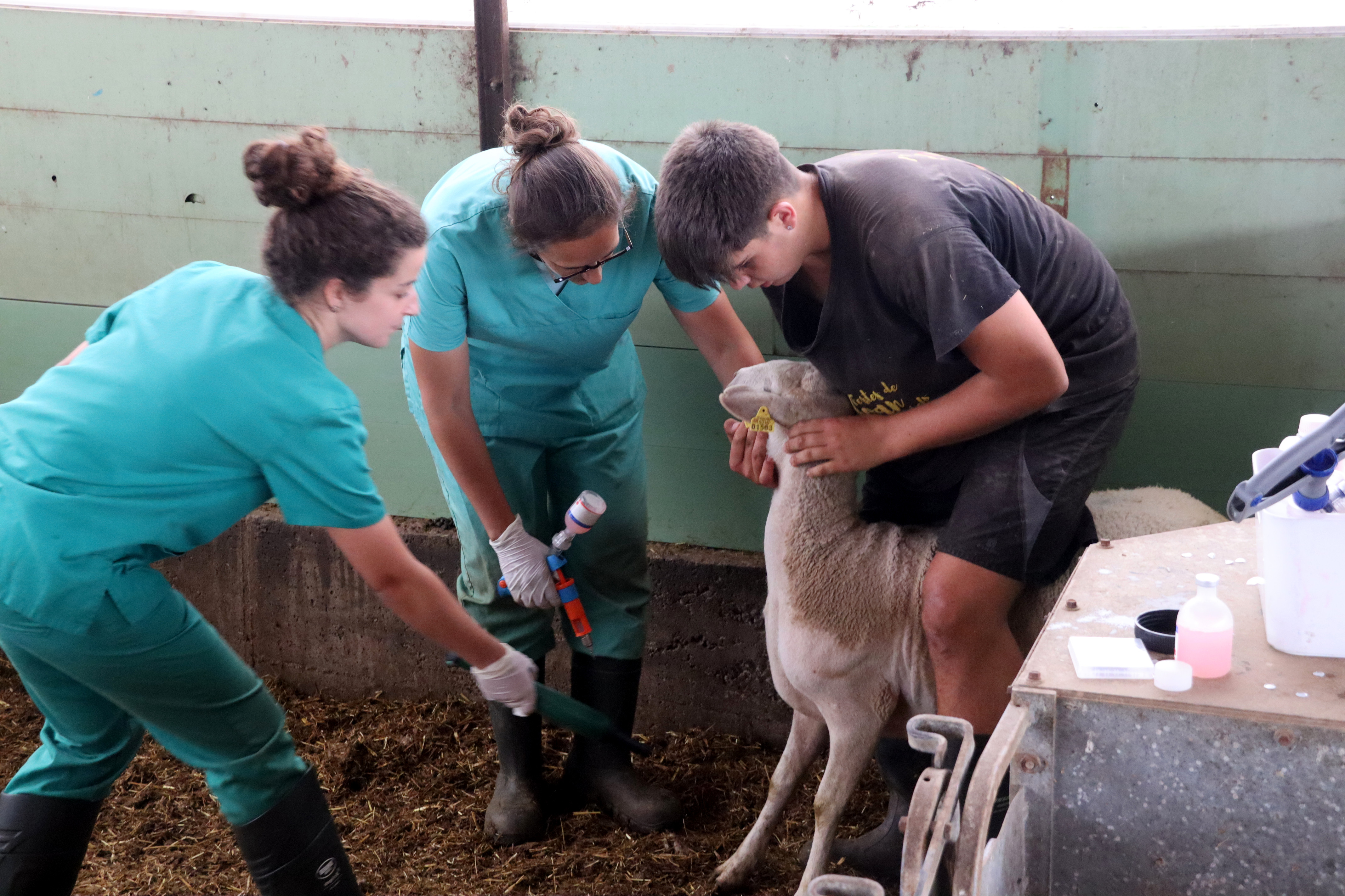 Vaccination of goats in a Catalan farm