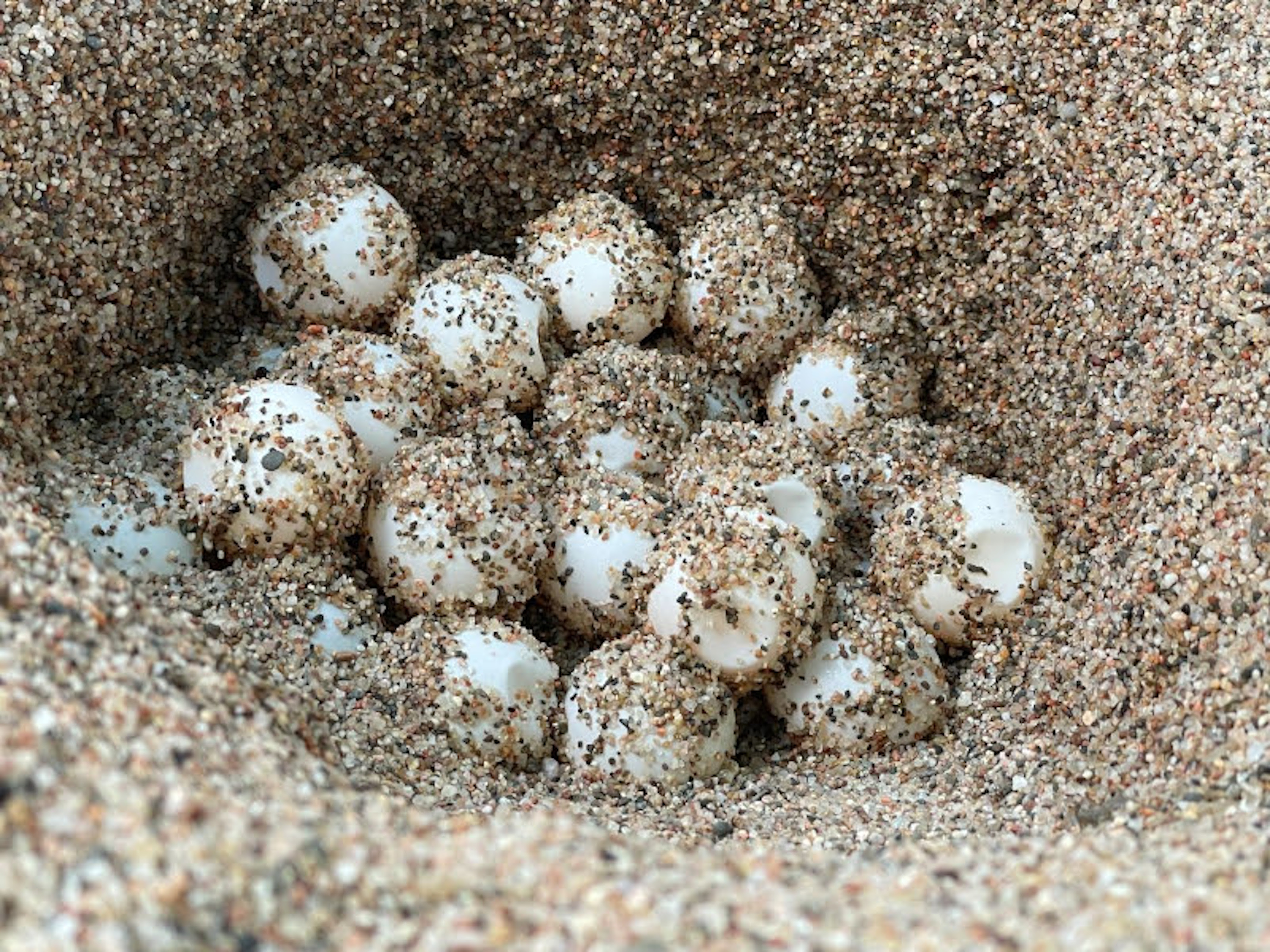 Loggerhead sea turtle eggs found on Sa Riera beach in Begur