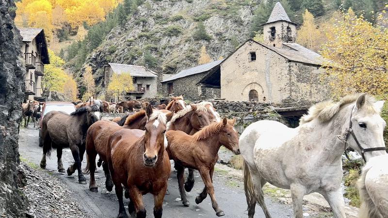 A horse herd walking through Pallars Sobirà