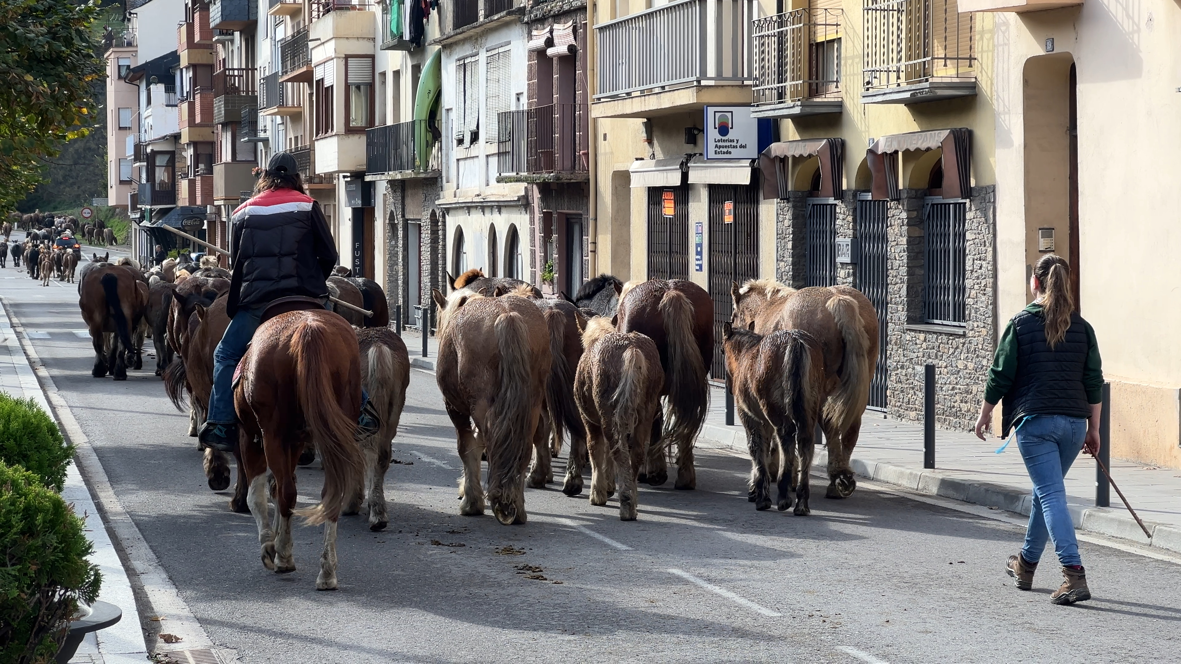 A horse herd walking through Sort