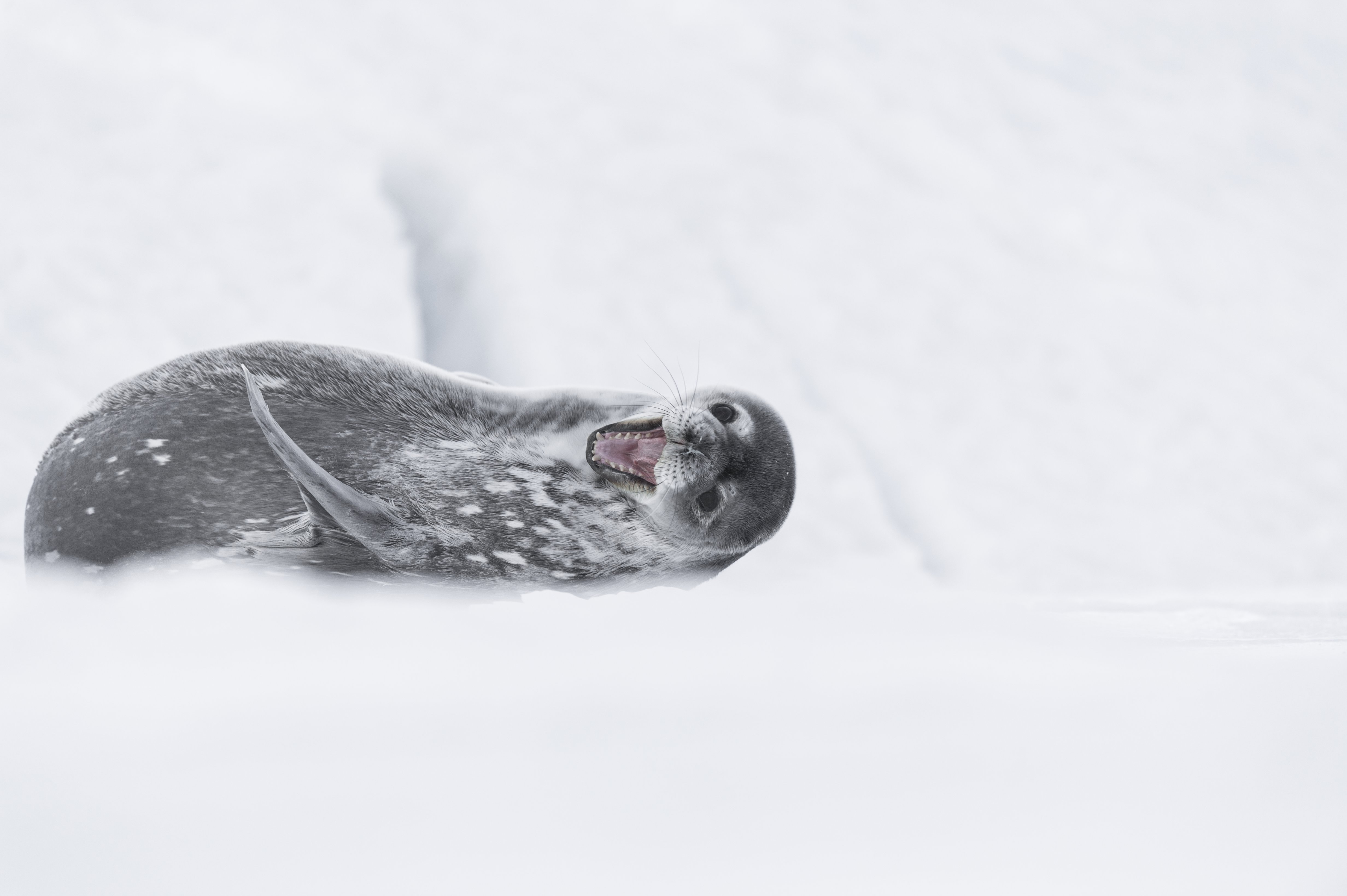 A seal in Antarctica