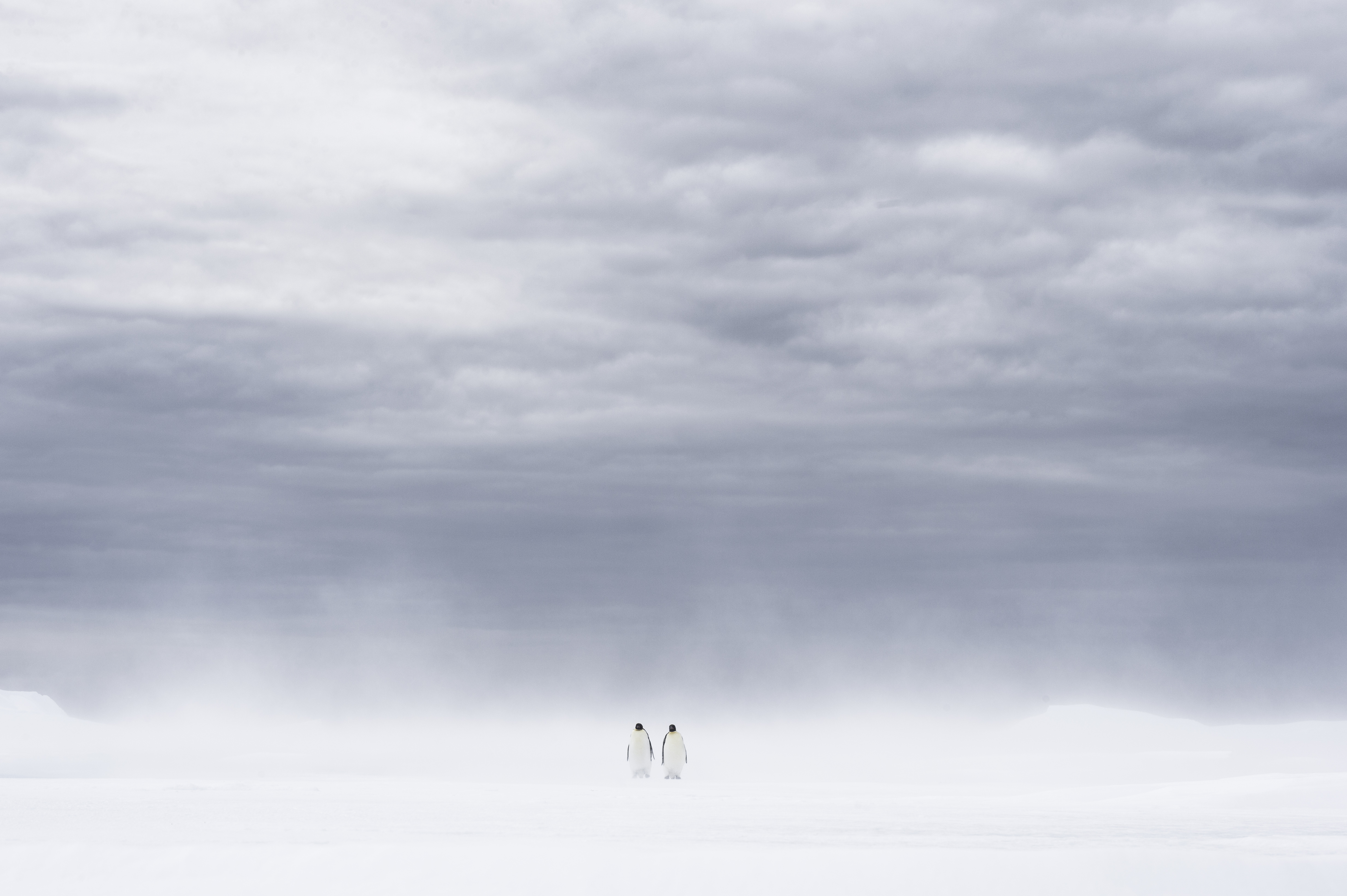 Penguins in a storm