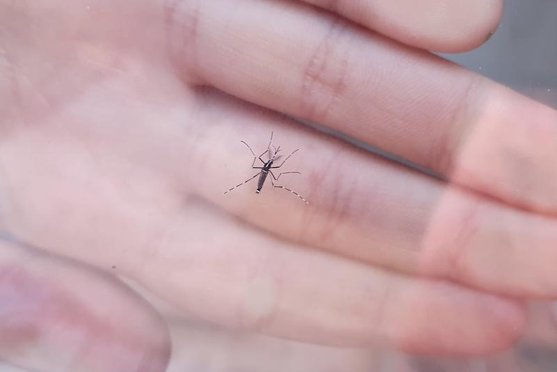 A tiger mosquito spotted in the northern Catalonia town of Ripoll 