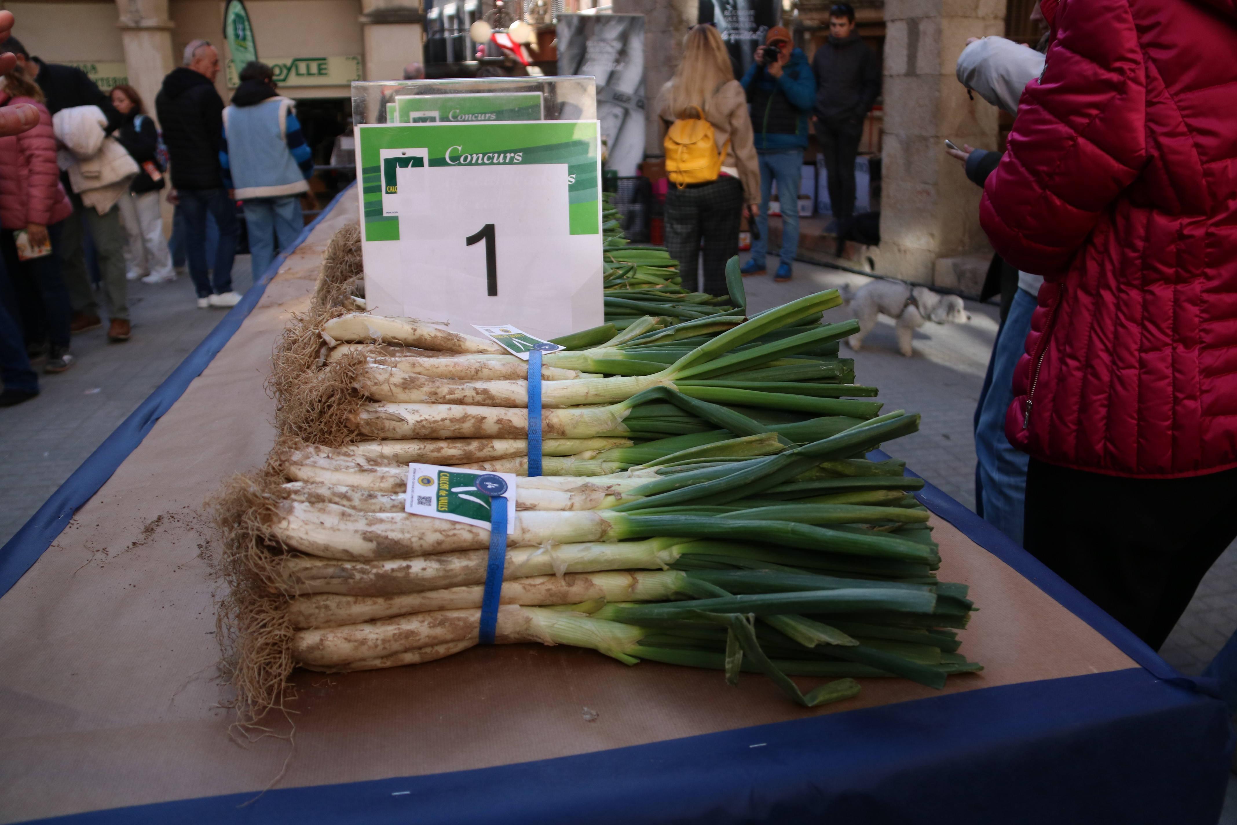 A pack of calçots, Catalonia's iconic, long, green, tender, and sweet onions during the 2025 Gran Festa de la Calçotada de Valls on January 26, 2025