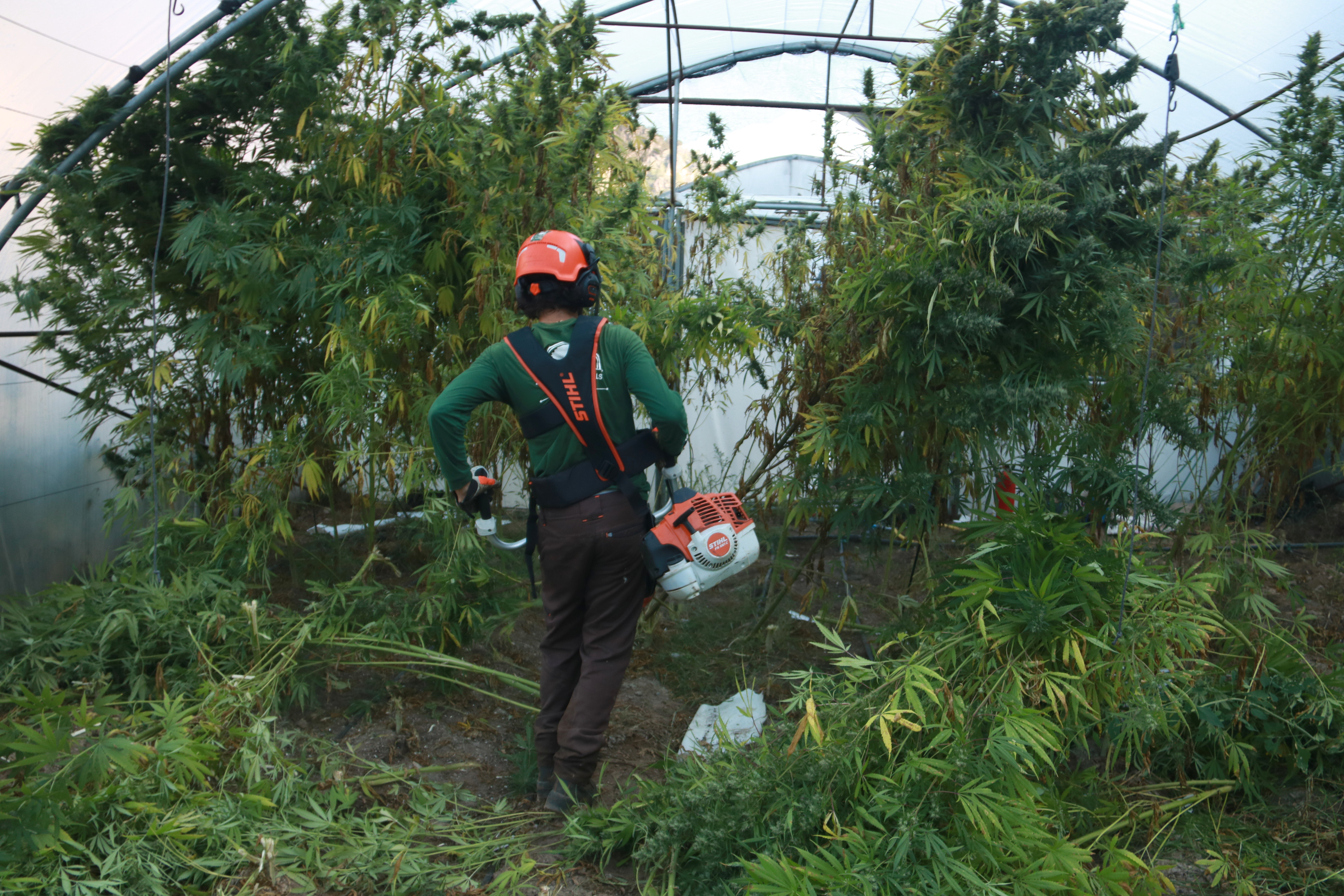 An operator, during the tasks of destroying the marijuana plants located on a plantation in Benifallet