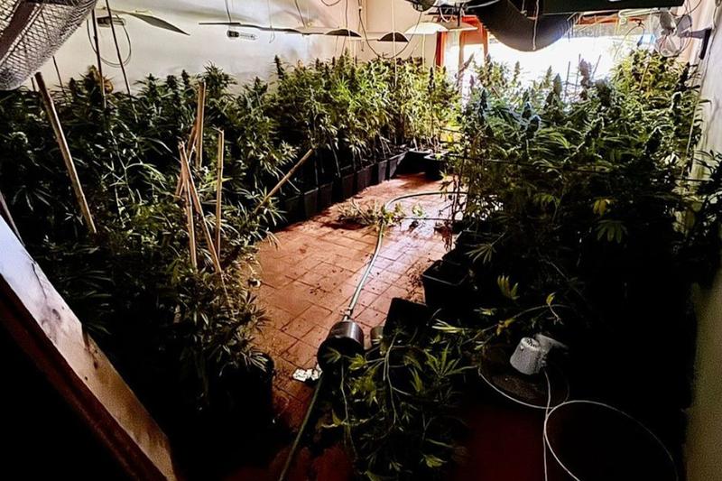 A marijuana plantation found by Catalan police in Calonge