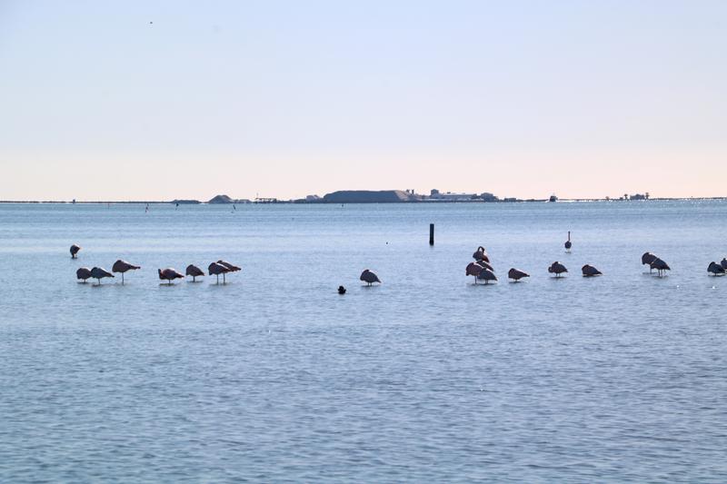 Flamingos in the Bay of Alfacs