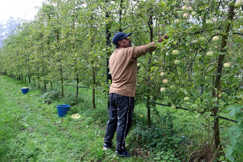 A man harvesting apples in the Solsonès county