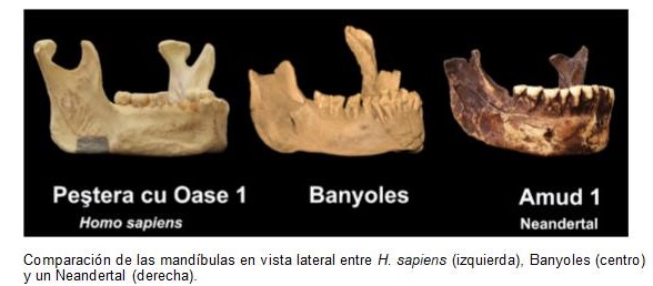 Banyoles jawbone compared with that of other fossils in an international paper published by 'Journal of Human Evolution'