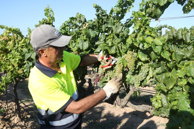 A worker harvesting grapes in late July at one of the Raimat wine grower vineyards