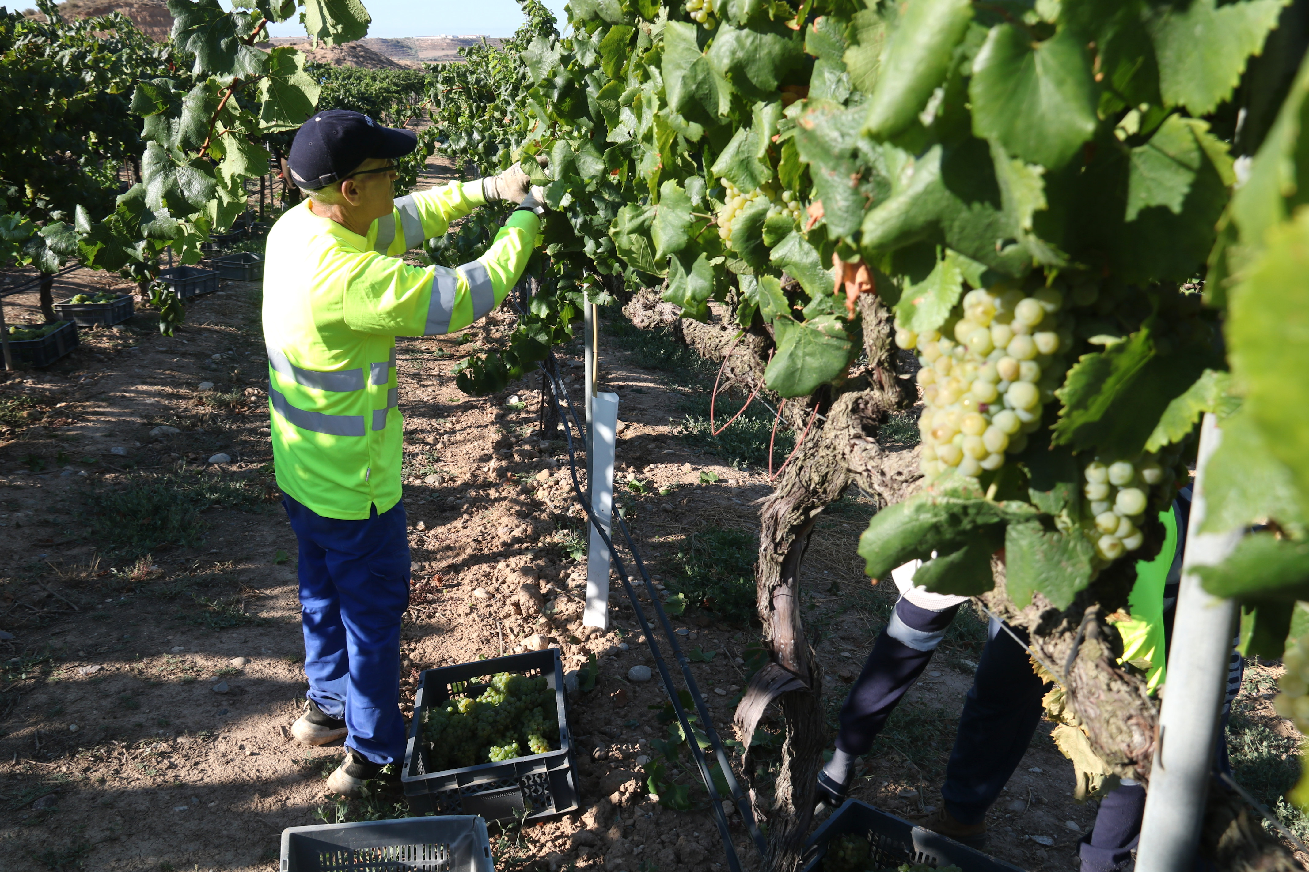 A worker harvesting grapes at one of the Raimat wine grower vineyards