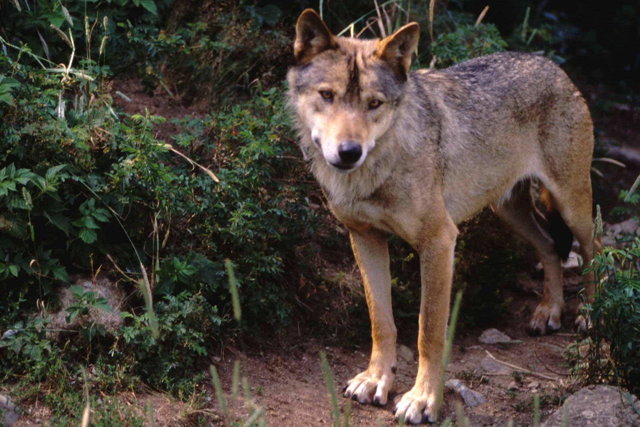 Female wolf kills 17 goats after 'befriending' one of the